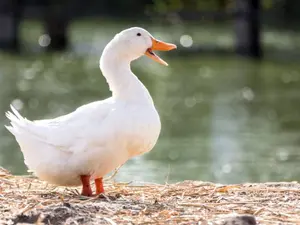 What do you get if you cross a duck with a firework?