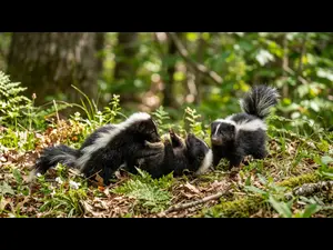 Are baby skunks adorable?