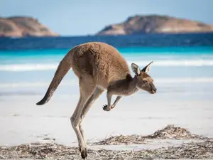 Can a kangaroo jump higher than a house?