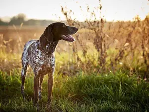 What do you get if you cross a dog with a telephone?