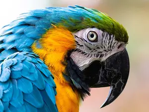What do you get if you cross a parrot with an elephant?