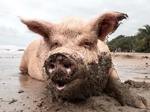 What do you get if you cross a pile of mud with a pig?