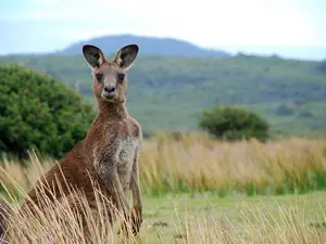 What do you get if you cross a sheep with a kangaroo?
