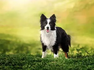 What do you get if you cross a sheepdog with a jelly?