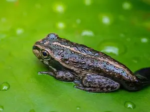 What do you get if you cross a steer with a tadpole?