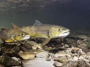 What do you get if you cross a trout with an apartment?