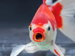 Did you hear about that anti-social fish?