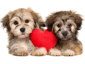 Did you hear about the dogs that just started dating?