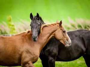 Did you hear about the two horses that fell in love?
