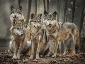 Did you hear about the wolves' all-night party?