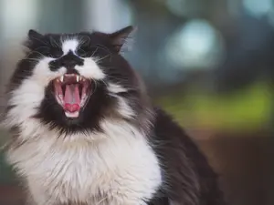 Did you know that felines don't bite?
