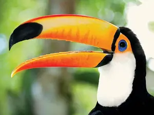 How many beers does it take to get a tropical bird drunk?