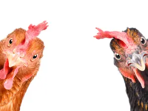 How can you tell when a bird just passed gas?