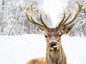 How come you never hear anything about the 10th reindeer Olive?