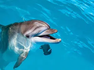 How could the dolphin afford to buy a house?