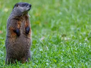 How did groundhogs get their name?