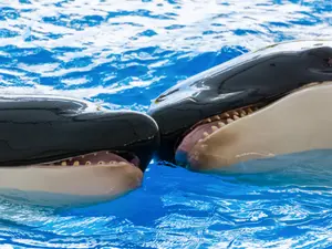 How did one orca ask the other to be his valentine?