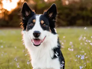 How did the border collie's owner know that it borrowed his book?