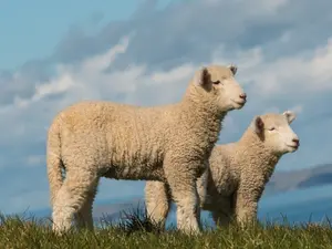 How did the lambs know they were going to have a daughter?