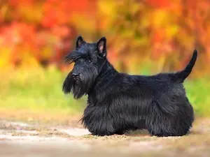 How did the little Scottish dog feel when he saw a monster?