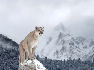 How did the mountain lion finally lose weight?