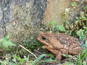 How did the toad die?