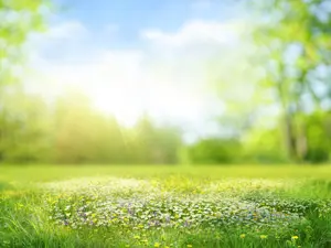 How did the tree feel in spring?