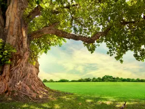 How did the tree get lost?