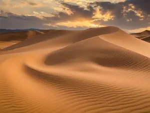 How do animals blend into the desert?
