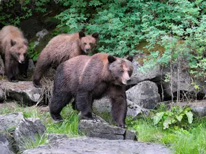 How do bears keep cool?