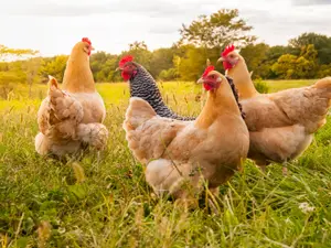 How do chickens leave the highway?
