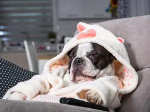 How do dogs take breaks while watching a movie?