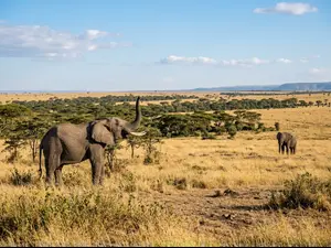 How do elephants chat from far away?