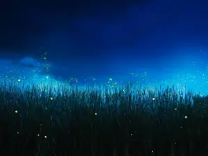 How do fireflies start a race?