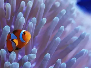 How do fish watch TV shows?