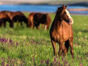 How do horses stay in such great shape?