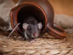 How do mice celebrate when they move home?