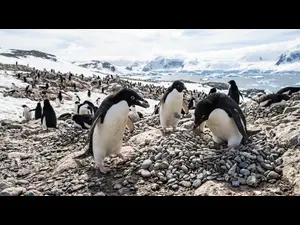 How do penguins build their homes?
