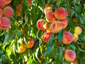 How do scientists grow fruit?