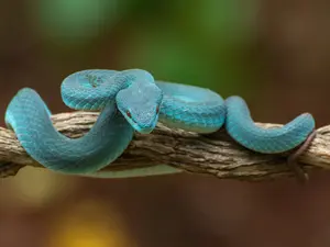 How do snakes identify their bath towels?