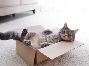 How do you compliment a cat?