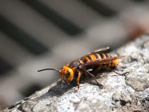 How do you get rid of a killer bee?