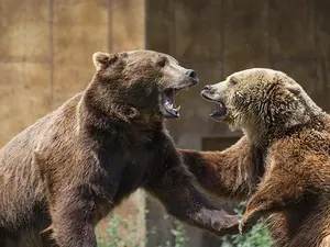 How do you make a bear really angry?
