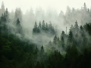 How do you send a message in the forest?