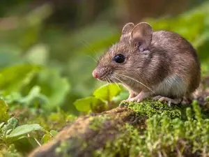 How do you spell mousetrap in just three letters?