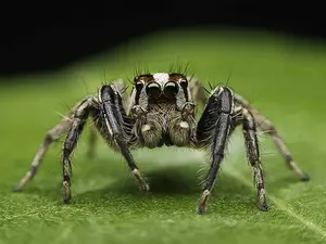 How do you spot a modern spider?