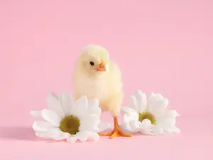 How does a chick bake a cake for Easter?