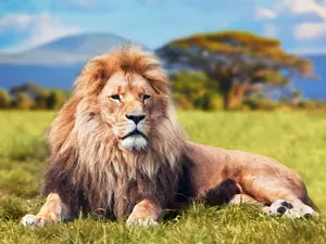 How does a lion greet other animals?