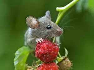 How does a mouse feel after taking a shower?