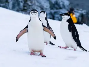 How does a penguin build its house?